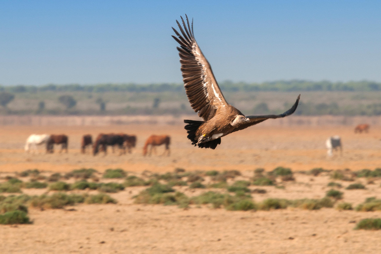 Doñana: 4x4 Trip and Exclusive Access to Coto del Rey Daily 4x4 visit to Doñana National Park