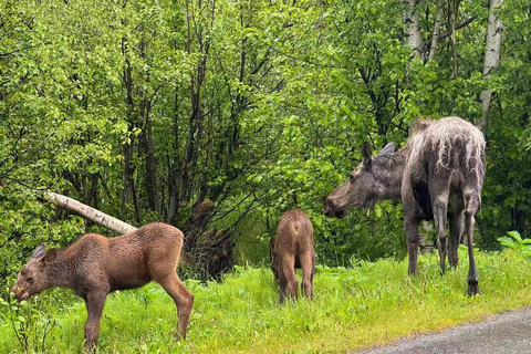 Seward to Anchorage Scenic Tour with Airport drop-off