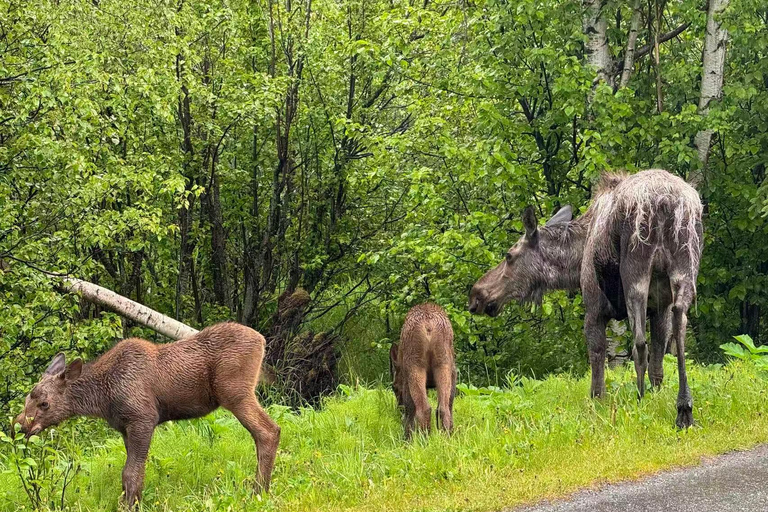 Seward to Anchorage Scenic Tour with Airport drop-off