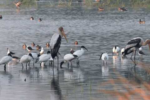 Sultanpur National Park Birdwatching Day Trip with Pickup