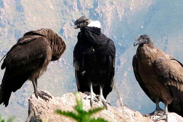 Excursión de un día al Cañón del Colca con conexión a Puno