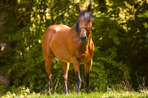 Rovaniemi: Paseos a Caballo por las Tierras Salvajes del ÁrticoPaseos a Caballo por las Tierras Salvajes del Ártico - Grupo reducido