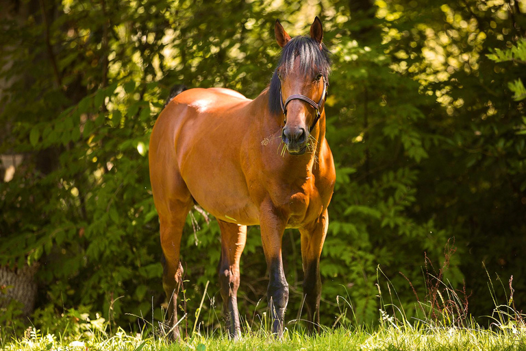 Rovaniemi: Passeio a cavalo na natureza selvagem do ÁrticoPasseio a cavalo na região selvagem do Ártico - Grupo pequeno