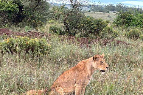 Nairobi National Park: Early Morning or afternoon adventure Early morning game drive in a Landcruiser JEEP