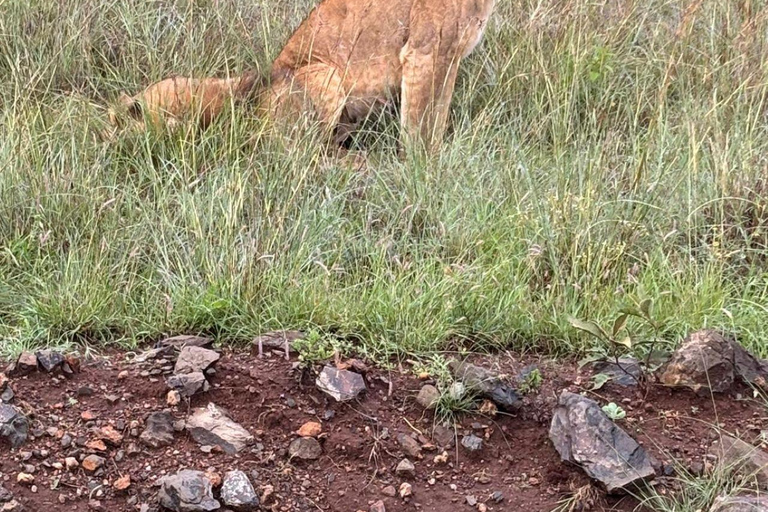 Nairobi National Park: Early Morning or afternoon adventure Early morning game drive in a Landcruiser JEEP
