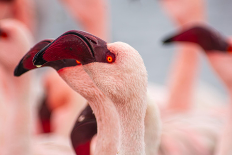 Walvis Bay : Observación de aves en Pelican Point y excursión a la foca peletera del Cabo