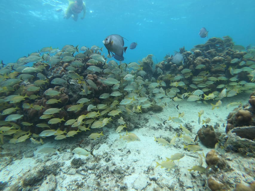 Brazilian Reef Fishes Book is the Most Comprehensive Reference to Date, Reef Builders