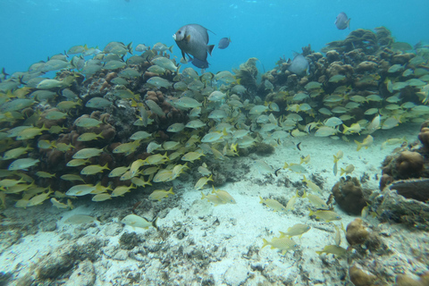 Snorkeltur: leta efter sköldpaddor vid Mahahual revlagunSnorkeltur: letar efter sköldpaddor vid Mahahuals revlagun