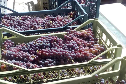 From Plovdiv: Wine Workshop with Blending and Tasting