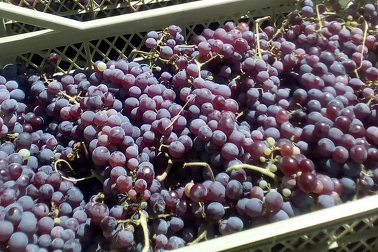 From Plovdiv: Wine Workshop with Blending and Tasting