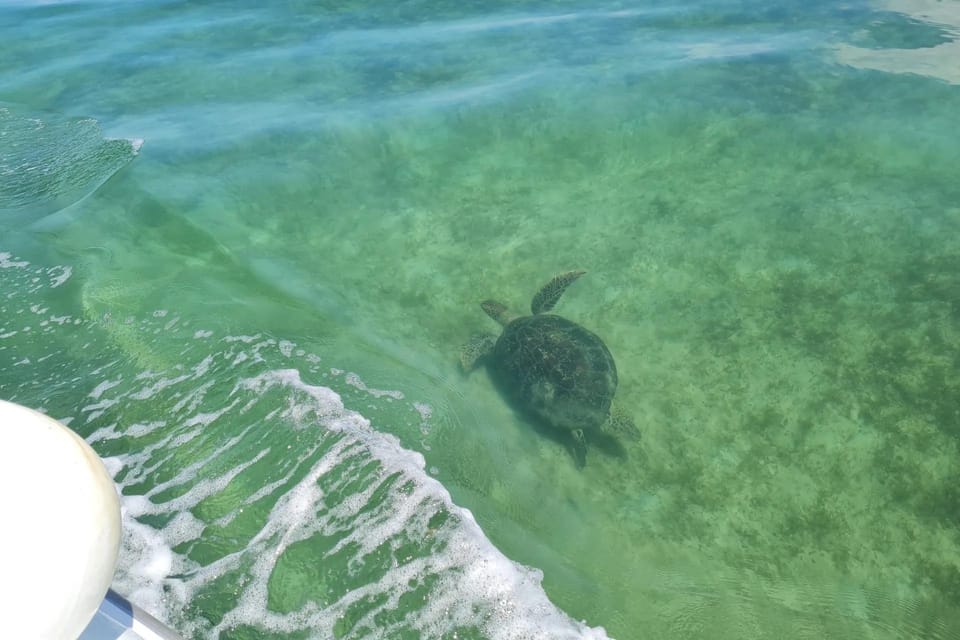 Moreton Bay Champagne and Oyster Tour From Brisbane GetYourGuide