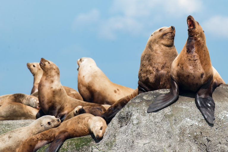Vancouver: Open-air Whale Watching Tour, Granville Island