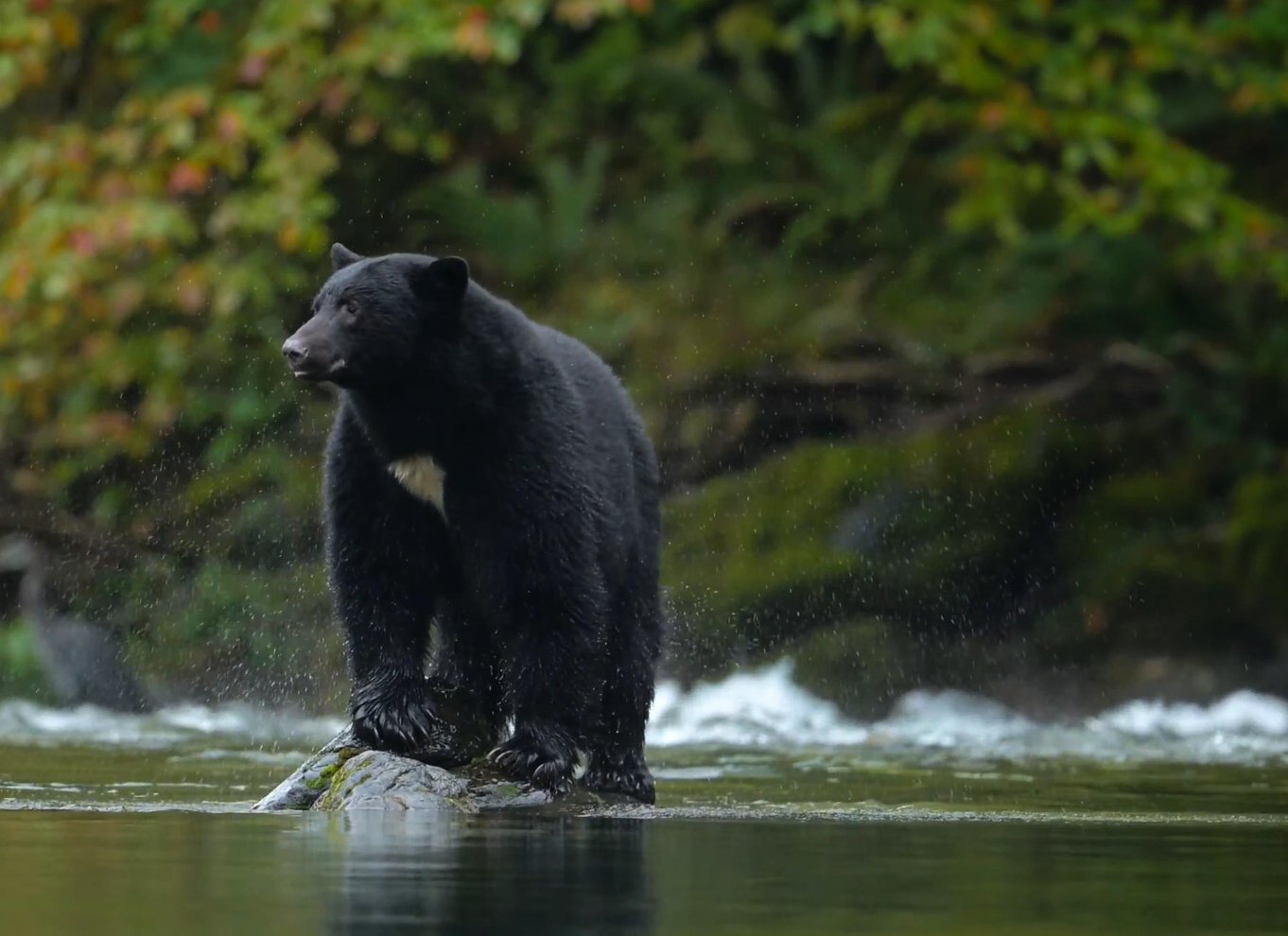 Whistler: Morgen med bjørnene Land Rover naturskøn udflugt