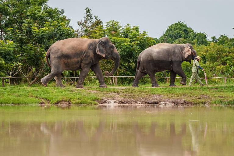 Kulen Elephant Forest Tour with Hotel Pick-up & Drop off