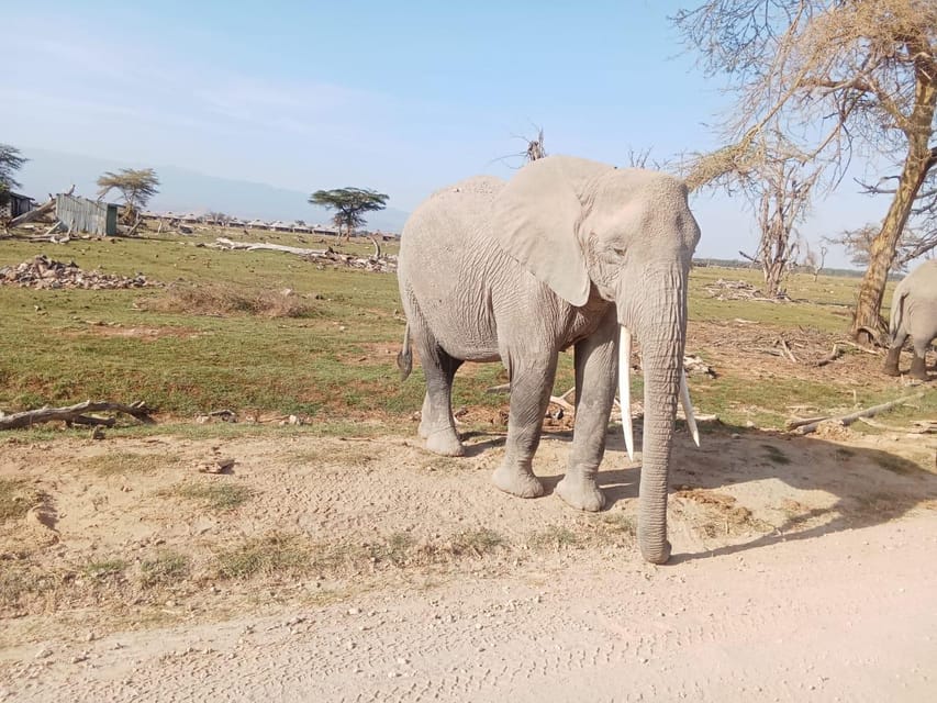 8Days Kenya and Tanzania Highlight Safari GetYourGuide