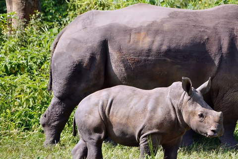 5 jours de safari gorilles et faune - Big 5 Safari5 jours de safari Gorille et faune - Big 5 Safari