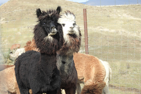 Bakou : Excursion d&#039;une journée à Shamakhi avec mosquée Juma et vignobles