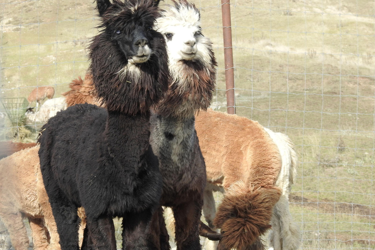 Bakou : Excursion d&#039;une journée à Shamakhi avec mosquée Juma et vignobles