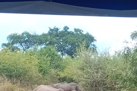 Eswatini: Rhino Walk in Hlane Royal National Park