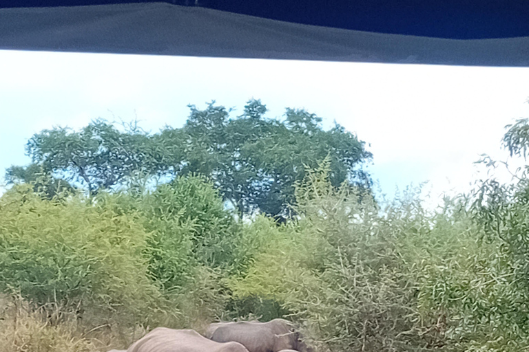 Eswatini: Rhino Walk in Hlane Royal National Park