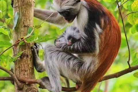 Zanzibar: Private Jozani Forest Tour with Local Guide.