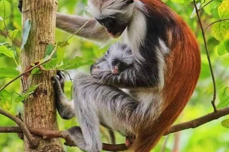 Zanzibar: Private Jozani Forest Tour with Local Guide.