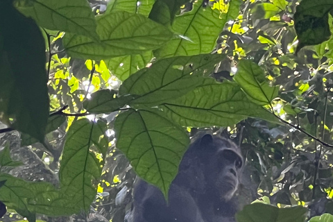 Excursión de un día al Lago Bunyonyi - Bosque de Kalinzu - Senderismo de Chimpancés