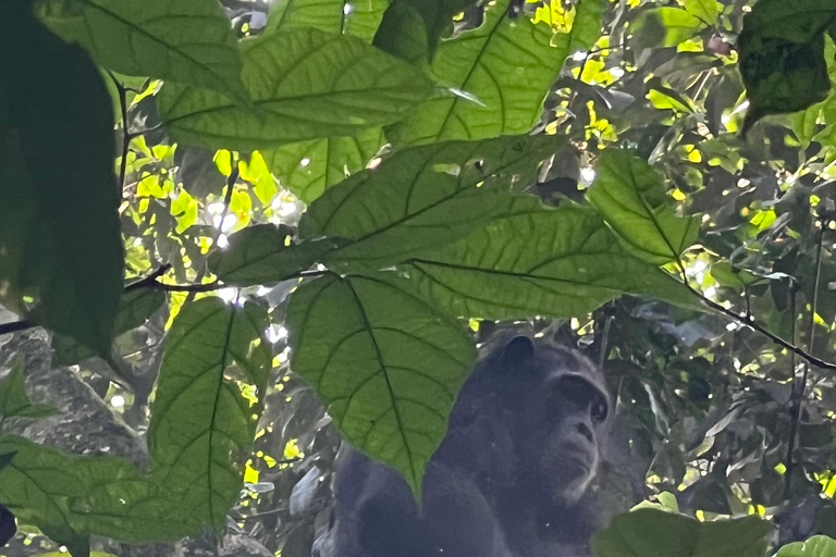 Excursion d&#039;une journée au lac Bunyonyi et dans la forêt de Kalinzu pour un trekking avec les chimpanzés