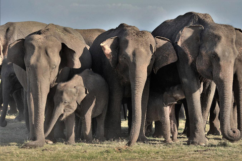 Minneriya: Vildsafari och Polonnaruwa Sightseeing dagsturMinneriya Wild Safari och dagstur med sightseeing i Polonnaruwa