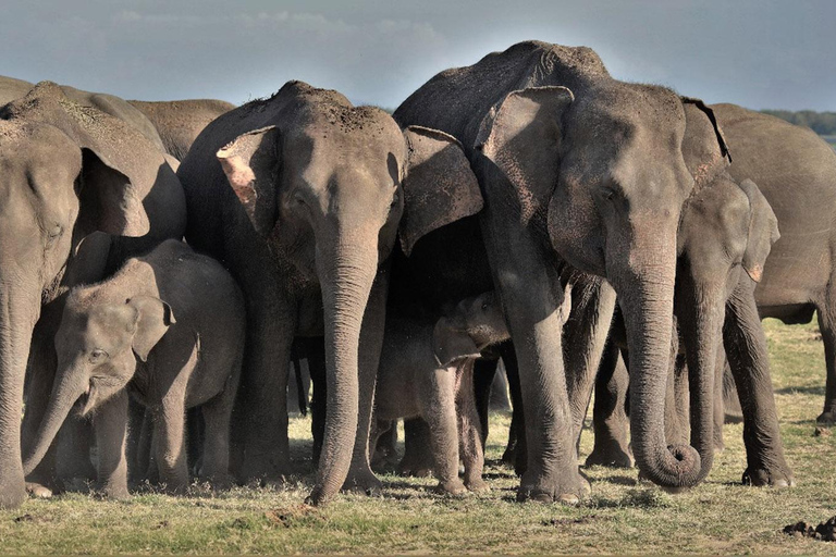 Minneriya: Vildsafari och Polonnaruwa Sightseeing dagsturMinneriya Wild Safari och dagstur med sightseeing i Polonnaruwa