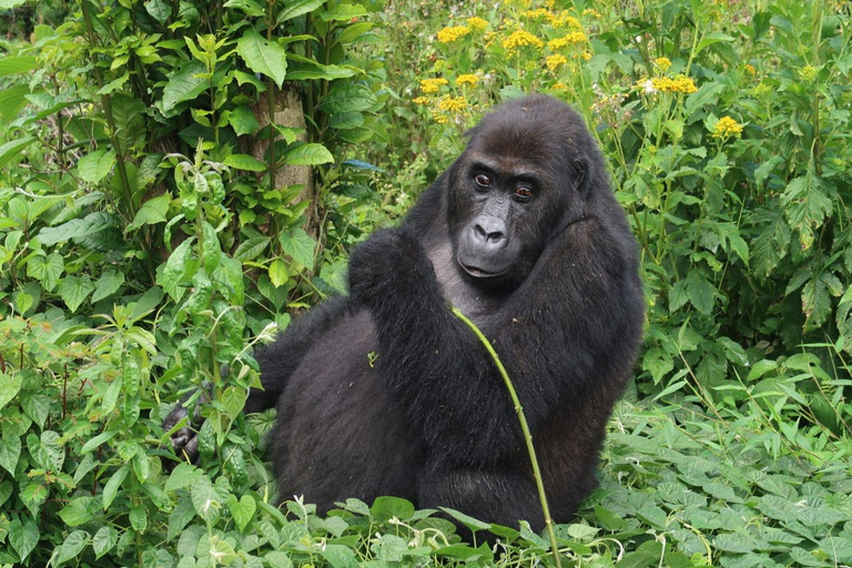 From Entebbe: Uganda and Rwanda 9-Day Gorilla trekking