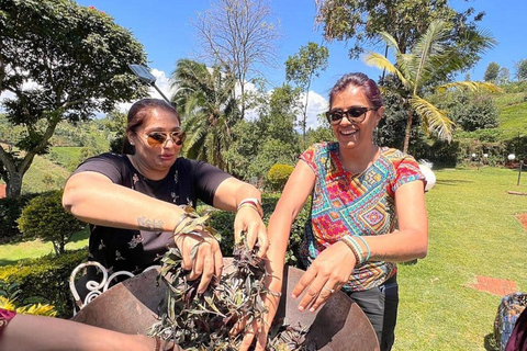 Nairobi: Purple Tea Farm Tour & Tasting Daytrip