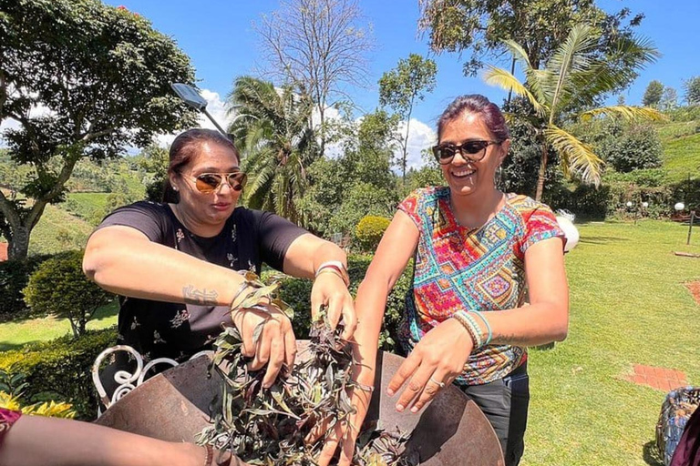 Nairobi: Purple Tea Farm Tour & Tasting Daytrip