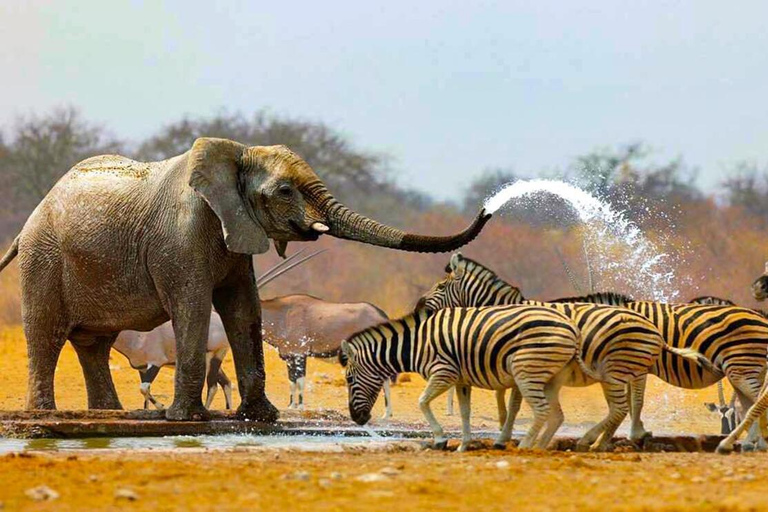 Zanzibar : Excursion d'une journée au parc national de Mikumi depuis Zanzibar