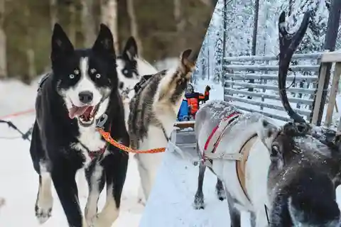 Combo Tour\Husky and Reindeer Sledding Ride in Levi