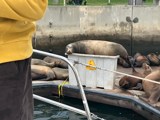 Excursión a los leones marinos