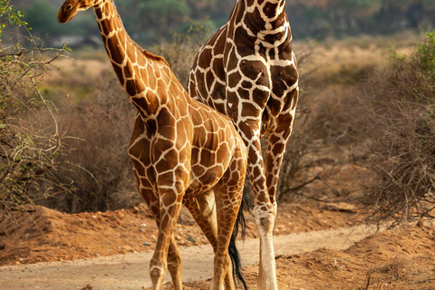 3 Days, 2 nights safari to Samburu National Reserve 3 Days private safari in a 4x4 Landcruiser jeep