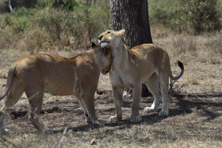 Tanzania: 7-Day Serengeti Family Safari 