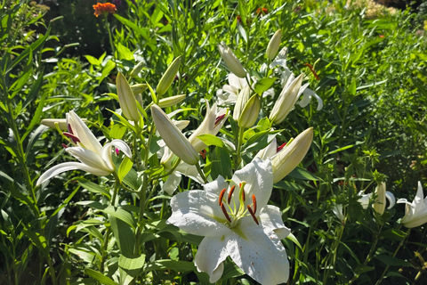 From Seoul: Garden of Morning Calm Day Tour by train