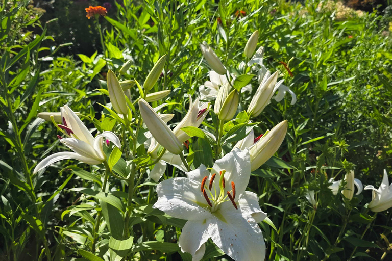 From Seoul: Garden of Morning Calm Day Tour by train
