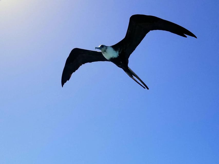 San Pedro: Snorkeling Trip with 4 Stops, Sharks, and Lunch | GetYourGuide