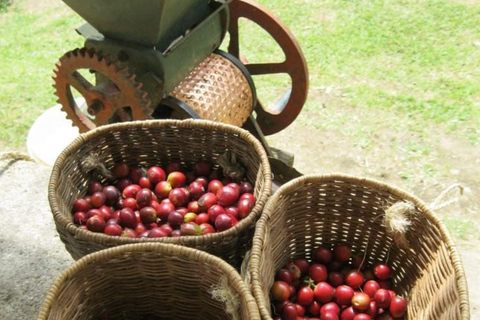 Nairobi: Half day Coffee Farm tour with a local guide