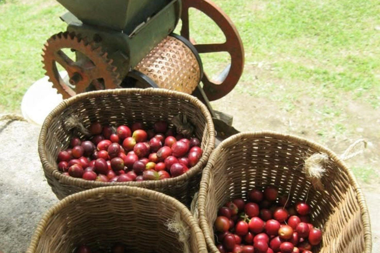 Nairobi: Half day Coffee Farm tour with a local guide