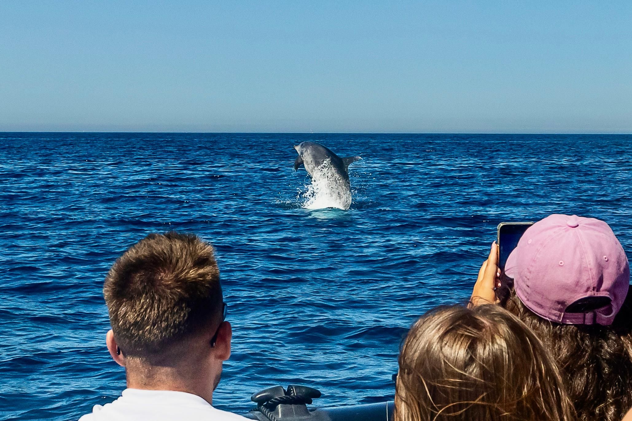 Sesimbra: Delfinbeobachtung