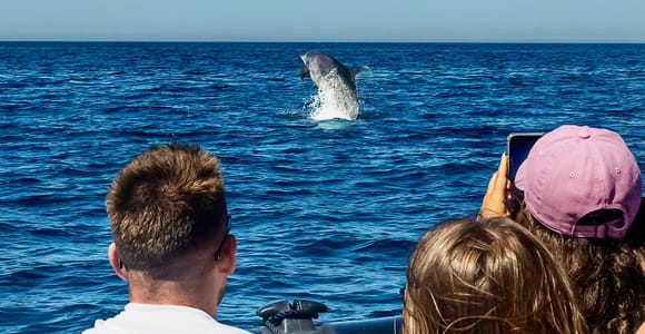 Sesimbra: Dolphin watching