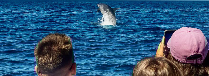 Sesimbra : Observation des dauphins avec un biologiste marin