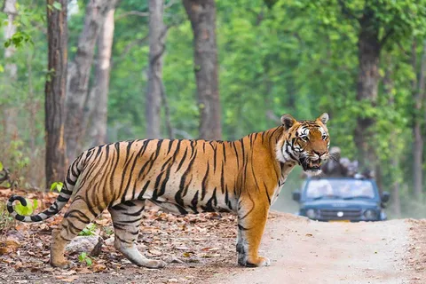 Ranthambore Tiger Safari With Golden Triangle Tour 7 Days