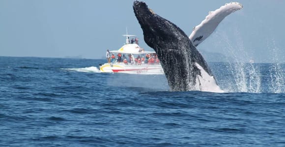 Punta Cana: Samana Whale Watching Tour with Lunch & Guide