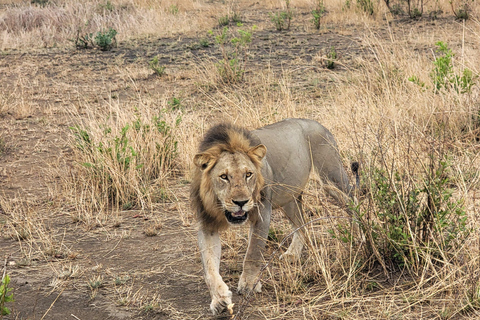 3-days 2-nights Zanzibar to Mikumi Safari wildlife-bye Boat