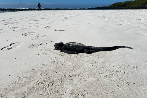 Galápagos: Sightseeing Tour to Tortuga Bay with Crystal-Clear Waters and Kayak